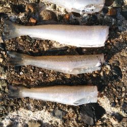 チョイ投げにて