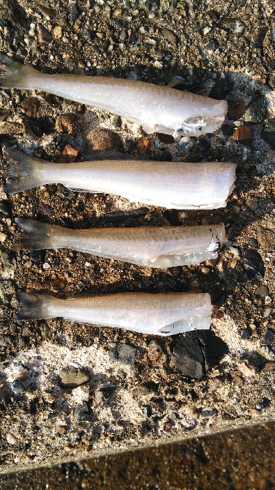 チョイ投げにて