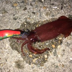 ライトエギング、ケンサキ