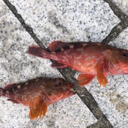 ナイスサイズのガシラダブル♪