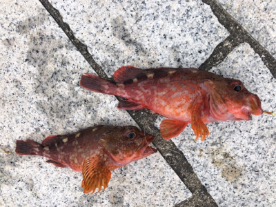 ナイスサイズのガシラダブル♪