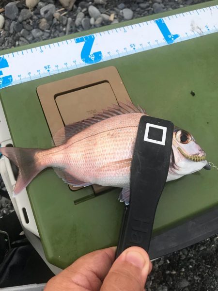 デイのライトゲーム