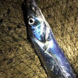 ワインドでタチウオ