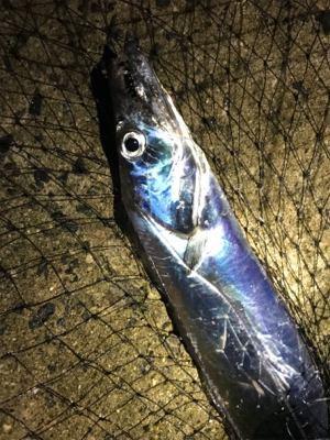 ワインドでタチウオ