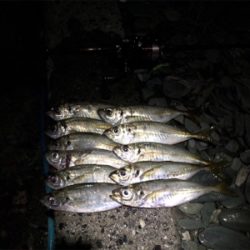 伊方町・アジング好調