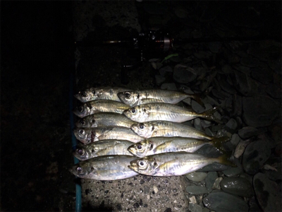 伊方町・アジング好調