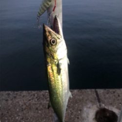 タチウオはまだみたい