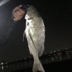 暑い蒸し暑い中のキビレ