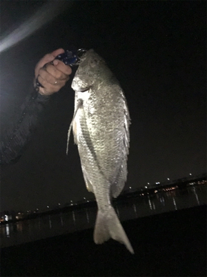 暑い蒸し暑い中のキビレ