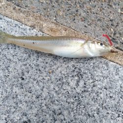 ヒイラギ、ハゼ