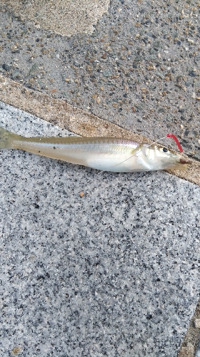 ヒイラギ、ハゼ