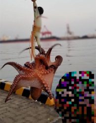 朝一オクトパッシング