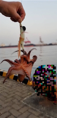 朝一オクトパッシング