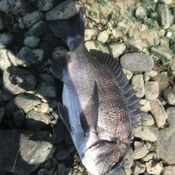 デイゲームでクロダイ連発!