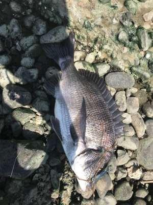 デイゲームでクロダイ連発!