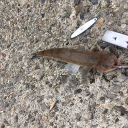 100均ジグはエソ好み