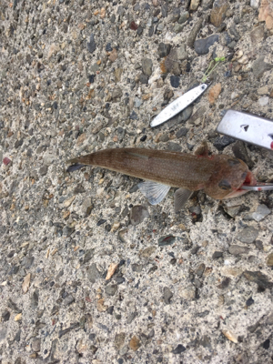 100均ジグはエソ好み