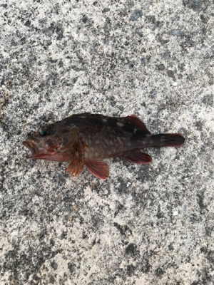 アジは何処に行きました？