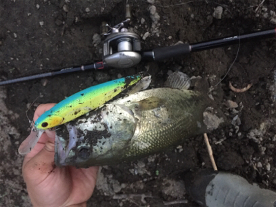 夏のNOVELゲーム開催