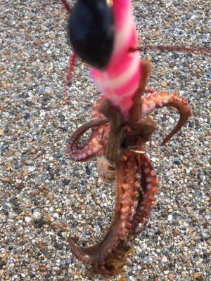 まだタコ釣れます