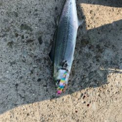 静かな海でサゴシ