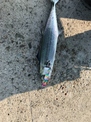 静かな海でサゴシ