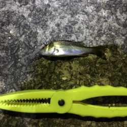 ライトゲーム入門