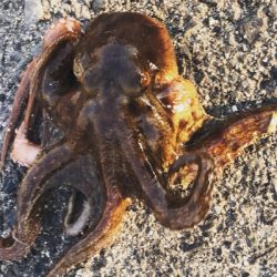 まだまだ、居てるタコ!