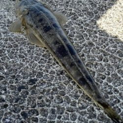 2018年8月12日釣行in福吉漁港