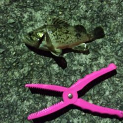 久しぶりの釣行