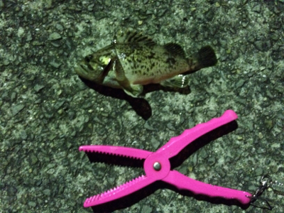 久しぶりの釣行