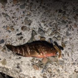 親父たちの釣行 第8弾