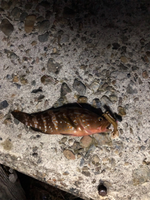 親父たちの釣行 第8弾