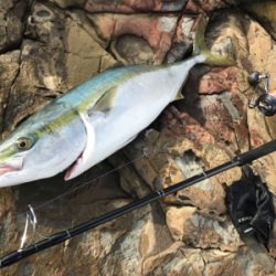 もうブリが来たよ