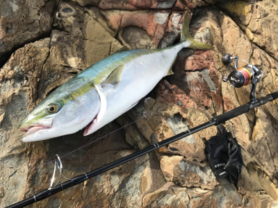 もうブリが来たよ