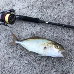 夏って感じの魚種