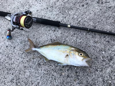夏って感じの魚種