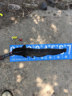 デイナマズ＆ライギョ