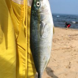 ツバスとガシラ