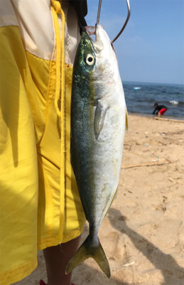 ツバスとガシラ