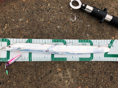 秋田火力早朝LSGでタチウオゲット