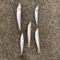 キャンプで釣り