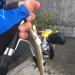 初めてのカマス