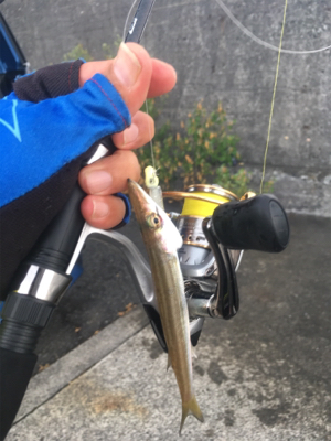 初めてのカマス