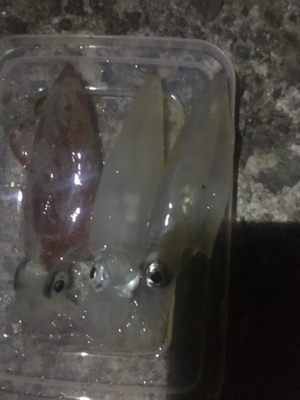 ライトエギング