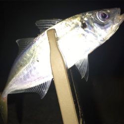 ナイスサイズアジ単体