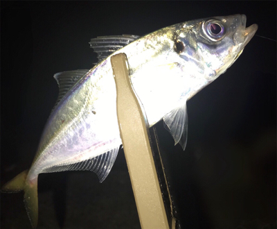 ナイスサイズアジ単体