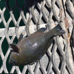 お盆休み、子供とサビキ釣り