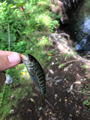 ちょっとだけヤマメ釣り