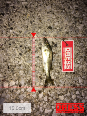 アジを探して。